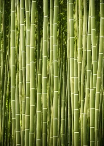 Plakat w ramie - płot z bambusa - obrazek 2