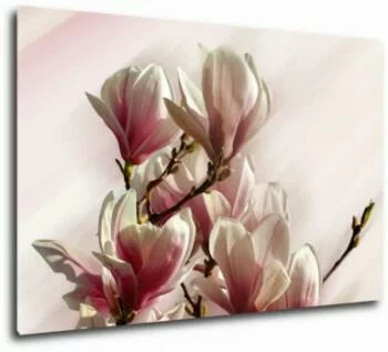 obraz magnolie w słońcu