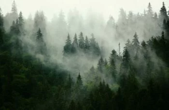 Fototapeta na wymiar - las we mgle