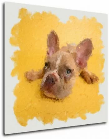 Obraz buldog francuski