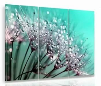 Obraz zroszone dmuchawce