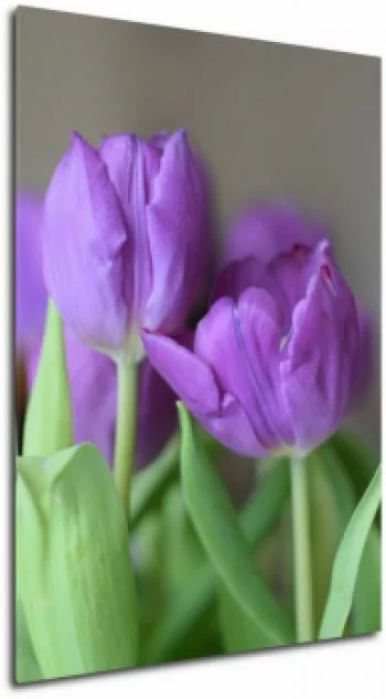 Obraz fioletowe tulipany - obrazek 2