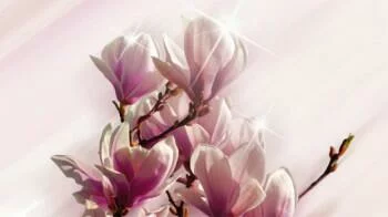 Fototapeta - błysk magnoli - obrazek 2