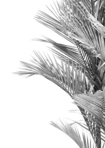 Plakat w ramie - czarno-białe liście palmowe - obrazek 2