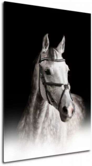 Obraz - portret konia (biały)