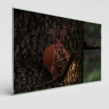 Obraz na szkle - wiewiórka