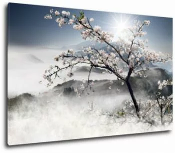 Obraz kwitnąca wiśnia we mgle
