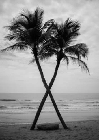 Plakat w ramie - dwie palmy kokosowe i morze - obrazek 2