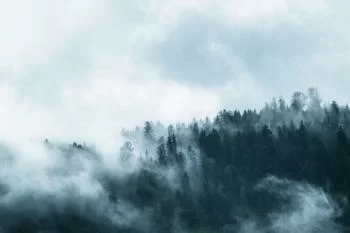 Fototapeta na wymiar - las w gęstej mgle