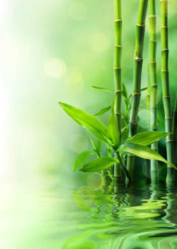 Plakat w ramie - zielony bambus w wodzie - obrazek 2