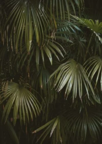 Plakat w ramie - ciemnozielone liście palmowe - obrazek 2