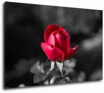 Obraz na płótnie - czerwona róża