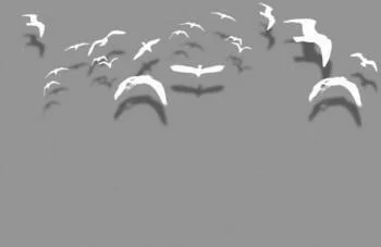 Fototapeta 3D białe ptaki