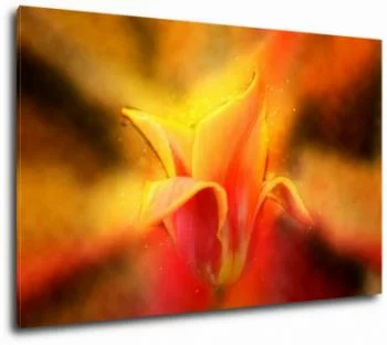 Obraz tulipan liliokształtny