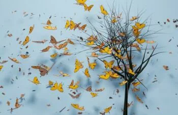 Fototapeta 3D - spadające motylki