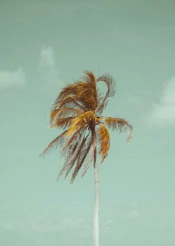 Plakat w ramie - samotna palma - obrazek 2