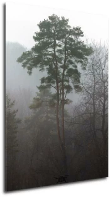 Obraz las sosnowy we mgle – tajemniczy krajobraz natury - obrazek 2