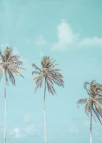 Plakat w ramie - tropikalna palma z błękitnym niebem - obrazek 2