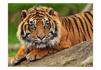 Fototapeta wodoodporna - Tygrys sumatrzański - obrazek 2