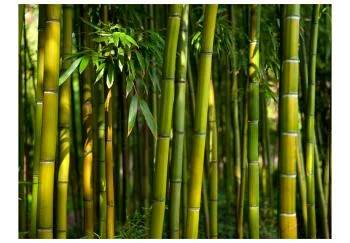 Fototapeta wodoodporna - Azjatycki las bambusowy - obrazek 2