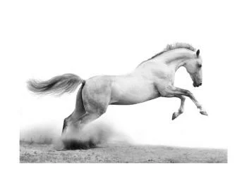 Fototapeta wodoodporna - White gallop - obrazek 2
