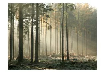 Fototapeta wodoodporna - Foggy November morning - obrazek 2