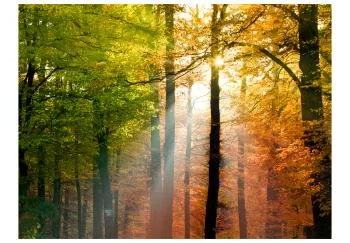 Fototapeta - Piękna jesień - obrazek 2