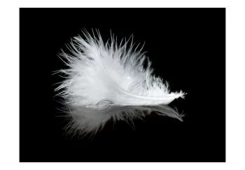 Fototapeta wodoodporna - White feather - obrazek 2
