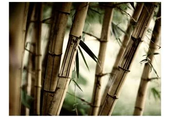 Fototapeta wodoodporna - Fog and bamboo forest - obrazek 2