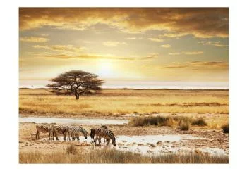 Fototapeta wodoodporna - Afrykańskie zebry przy wodopoju - obrazek 2