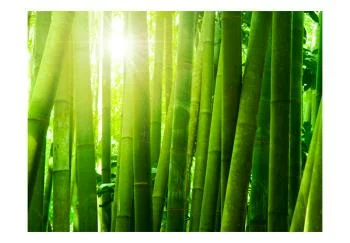 Fototapeta wodoodporna - Słońce i bambus - obrazek 2