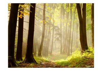 Fototapeta wodoodporna - Mysterious forest path - obrazek 2
