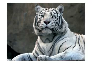 Fototapeta - Tygrys bengalski w zoo - obrazek 2