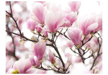 Fototapeta wodoodporna - Gałązka kwitnącej magnolii - obrazek 2