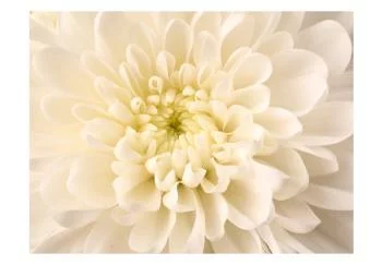 Fototapeta wodoodporna - Biała dalia - obrazek 2