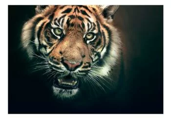 Fototapeta wodoodporna - Tygrys bengalski - obrazek 2