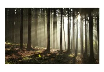 Fototapeta wodoodporna - Las iglasty - poranna mgła - obrazek 2