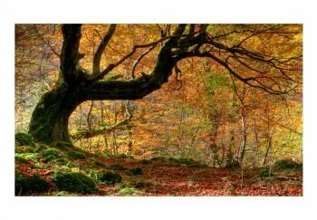 Fototapeta - Jesień, las i liście - obrazek 2