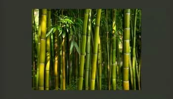 Fototapeta - Azjatycki las bambusowy - obrazek 2
