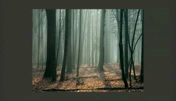 Fototapeta - Witches' forest - obrazek 2