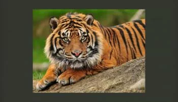 Fototapeta - Tygrys sumatrzański - obrazek 2