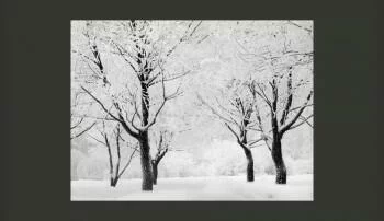 Fototapeta - Drzewa - pejzaż zimowy - obrazek 2
