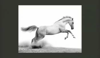 Fototapeta - White gallop - obrazek 2