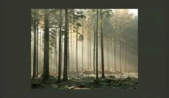 Fototapeta - w środku lasu