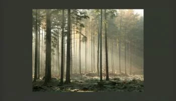 Fototapeta - Foggy November morning - obrazek 2