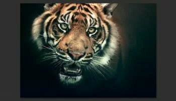 Fototapeta - Tygrys bengalski - obrazek 2