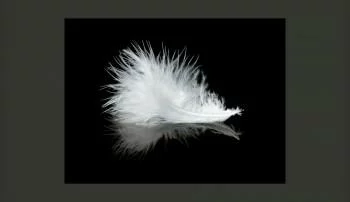 Fototapeta - White feather - obrazek 2