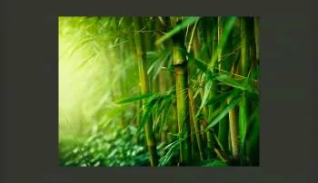 Fototapeta Zielony bambus w Dżungli - obrazek 2