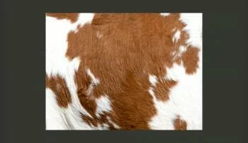 Fototapeta deseń Skóra krowy - obrazek 2