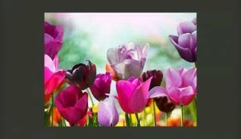 Fototapeta z kwiatami Piękny wiosenny ogród, tulipany